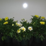 6 argythamum