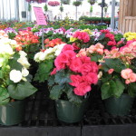 6 begonia