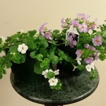 Bacopa