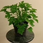 Citronella