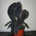 6-colocasia