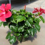 Tropical Hibiscus 6